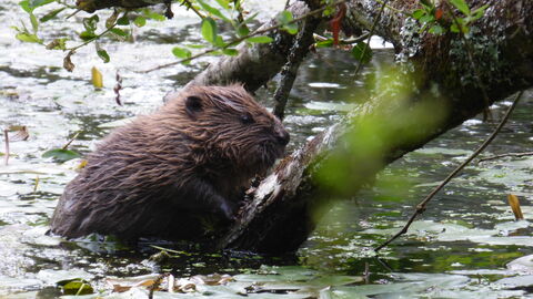 Second generation beaver kit in the water