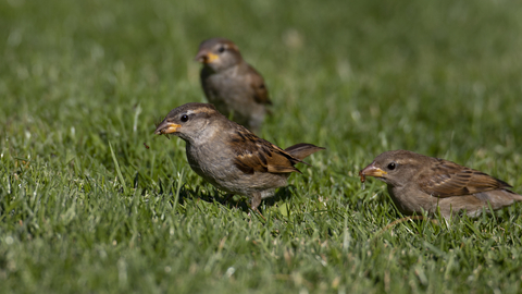 Female house sparrows