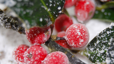 Holly berries in snow
