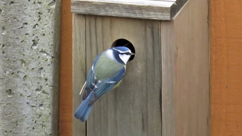Blue tit on nesting box