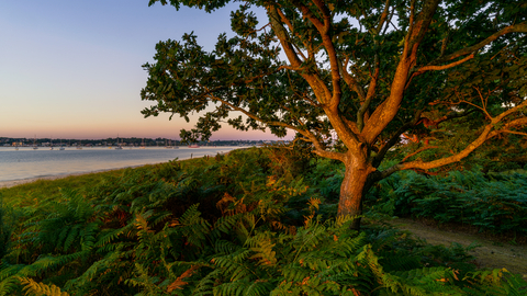 Brownsea Island 