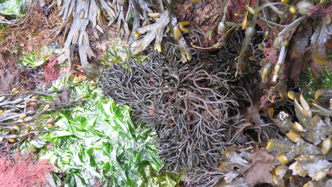 A photo showing various different species of seaweed