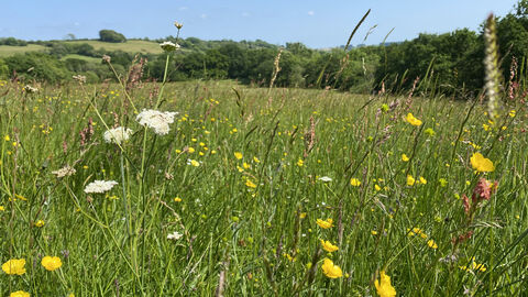 wildflower meadow at Kingcombe 