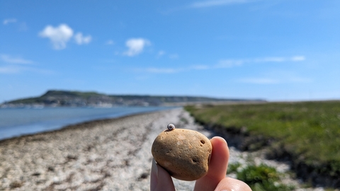 A tiny snail on a pebble which is being held with a view along the shore to Portland