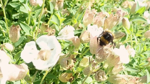 A bumblebee on sea campion taken outside the Wild Seas Centre in Kimmeridge Bay
