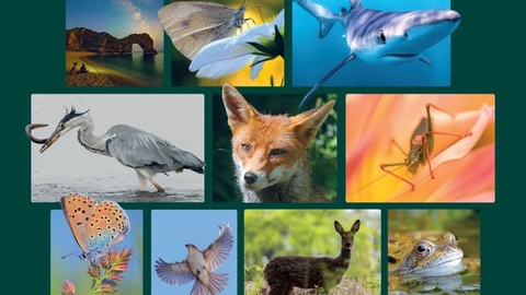 A selection of wildlife photos