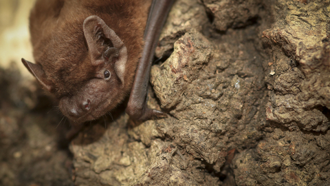 A close-up photo of a noctule bat
