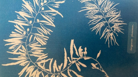 A seaweed cyanotype print