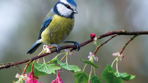 Blue tit on branch