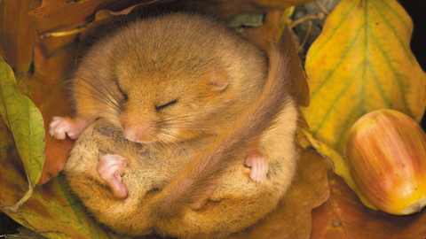 A dormouse asleep amongst brown leaves with an acorn nearby