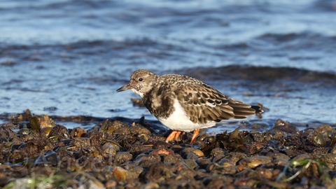 A turnstone on the shoreline