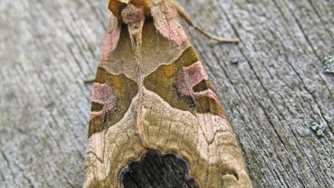 Angle shades moth on wood