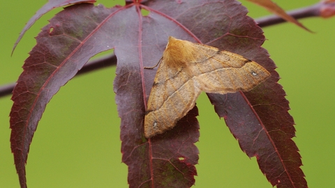 Feathered thorn moth on red leaf