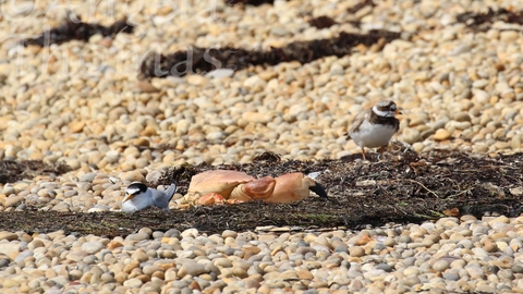 A little tern and ringed plover on the shoreline
