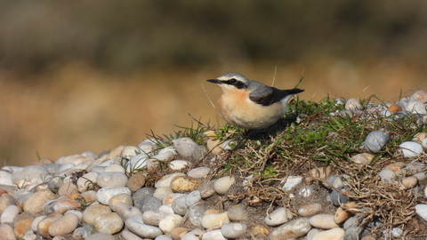 A photo of a wheatear perched on a small patch of thrift on the shingle.