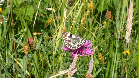 A black and white butterfly resting on a pink flower.