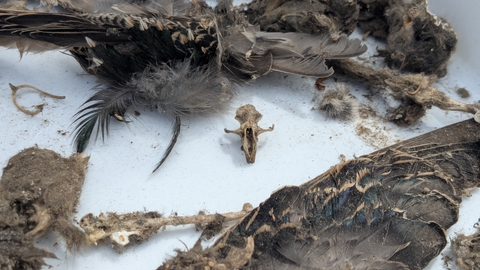 A small skull and feathers discovered after dissecting an owl pellet