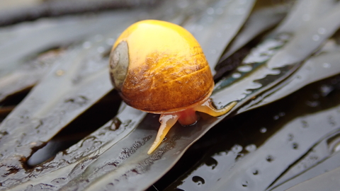 A yellow flat periwinkle on some wrack