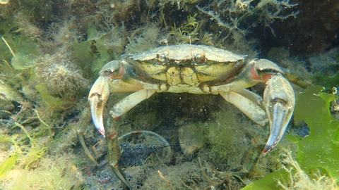 A photo of a crab taken underwater