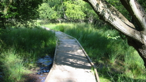 Boardwalk through wet meadow