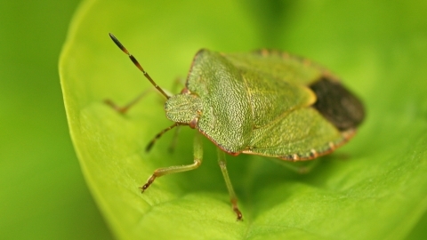 Green insect on a green leaf
