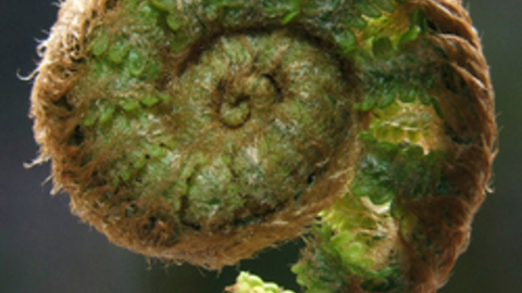 Rolled up fern