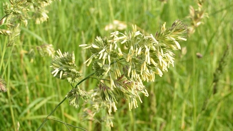 Grass with tubular flowers