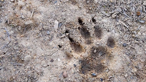 Imprint of animal footprint