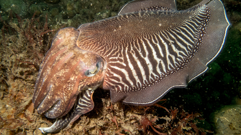 An underwater photo of a common cuttlefish