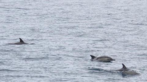 A photo showing a group of common dolphins swimming