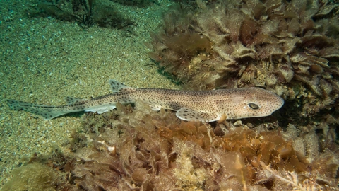 An underwater photo of a small-spotted catshark amongst seaweed