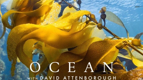 Copy of Screenings Posters for Ocean with David Attenborough