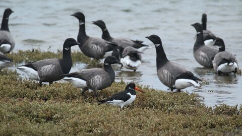 Oystercatcher and brent geese at Ferrybridge 