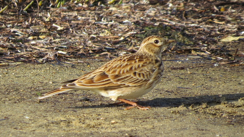 An image of a skylark on the ground