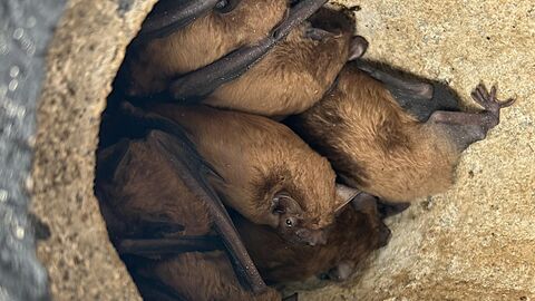 8 bats nestled together