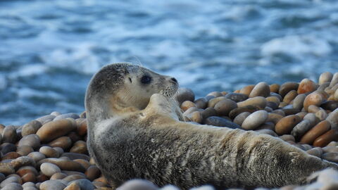 Common seal juvenile