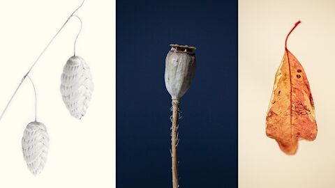 Buds, seed pod and leaf images