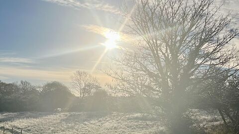 Frost on the grass in sunlight