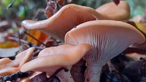 4 mushrooms nestled on woodland floor