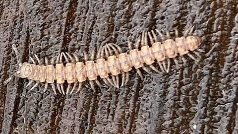 Long white bug on tree bark