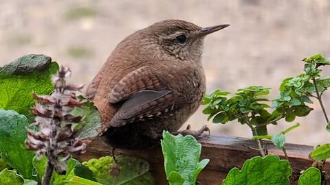 Small brown bird among leaves