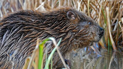A Eurasian beaver after its first dip in Dorset waters. 