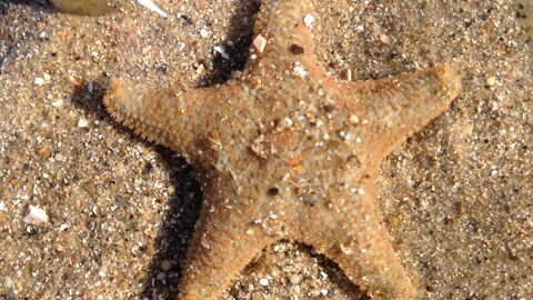 A common cushion star