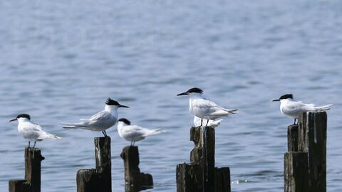 A group of Sandwich terns stood on wooden posts near water