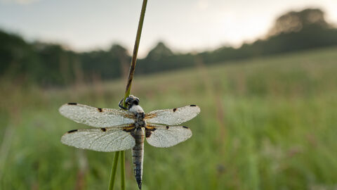 dragonfly