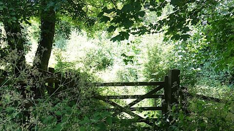 Wooden gate with trees and leaves