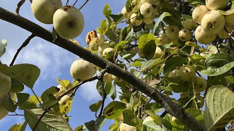 Several green apples on a tree