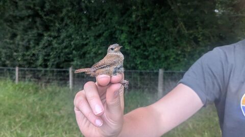 Wren in the hand