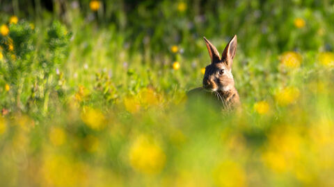Rabbit peeping over yellow flowers