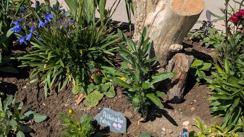 A picture of a pollinator friendly planter 